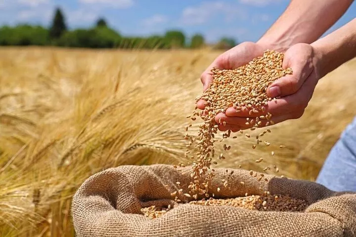 خرید و فروش انواع غلات